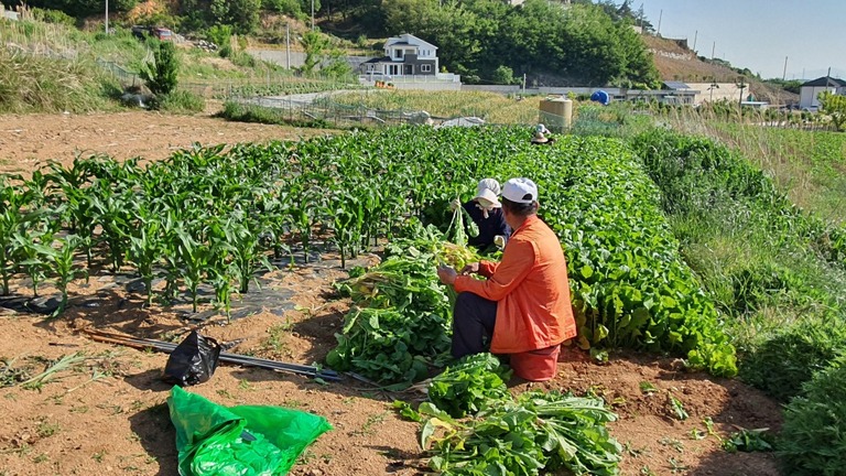 나눔문화주민봉사단과 함께하는 열무김치 나눔